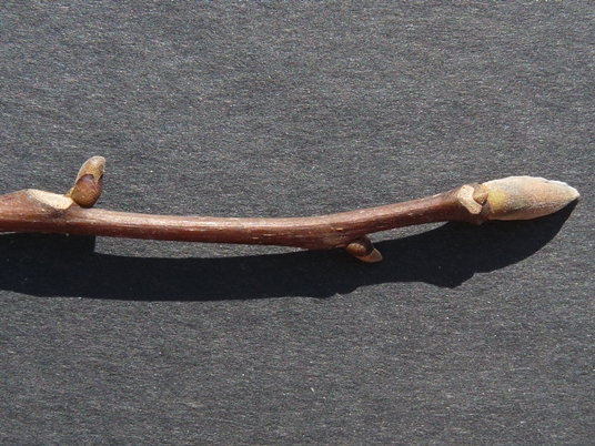 {Carya glabra}
